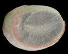 Fossundecima Fossil Worm (Pos/Neg) - Mazon Creek #70578-2